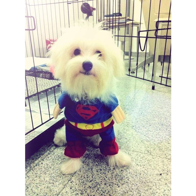 Dog Superman