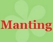 Manting