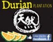 Durian Plantation